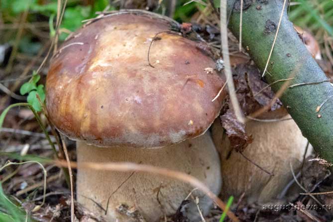 белые грибы в лесу