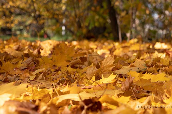желтые кленовые листья на земле