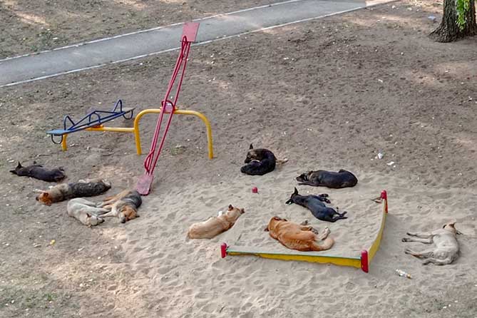 безнадзорные животные на детской площадке
