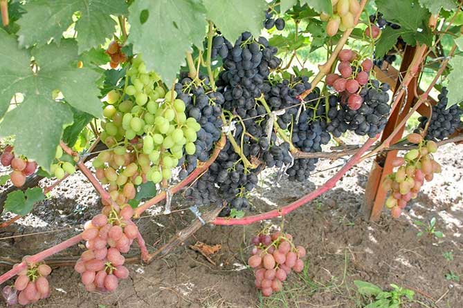 виноград Самарской области