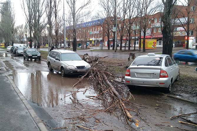 сухое дерево упало на машину