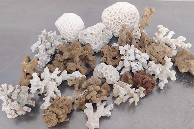 исчезающие виды кораллов