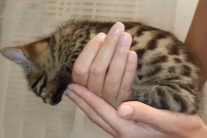 маленький котенок