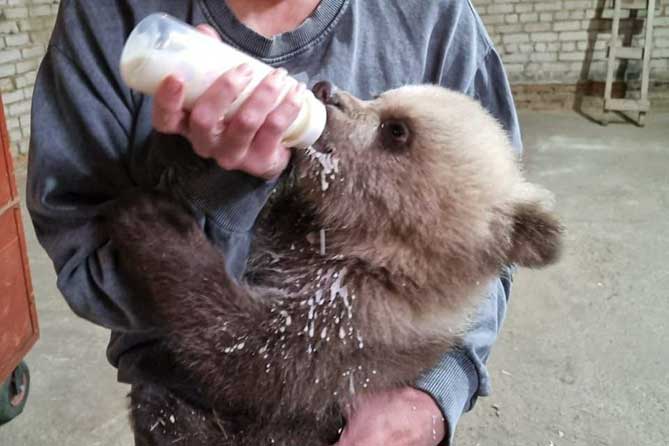 женщина кормит медвежонка из бутылочки