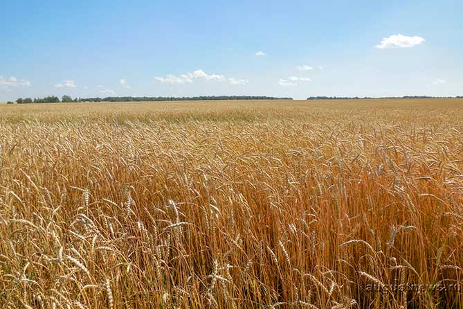 поле пшеницы