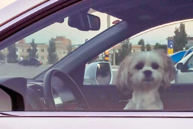 собака в салоне машина на водительском месте