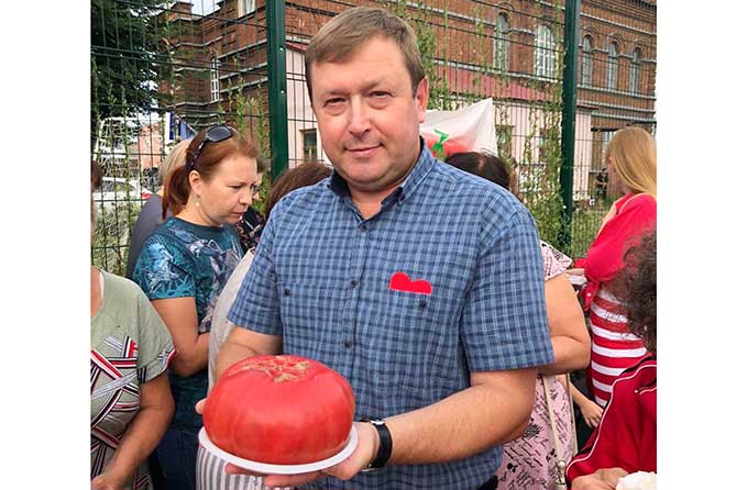 сызранский помидор 1298 граммов помидор-гигант