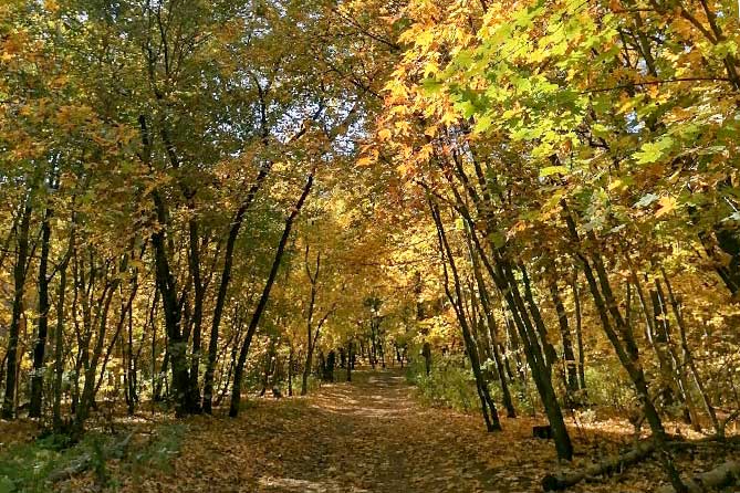 лес осенью
