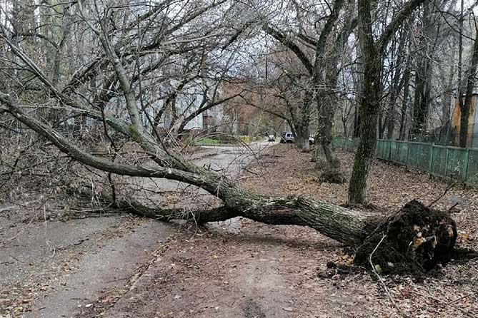 дерево упало от ветра на дорогу