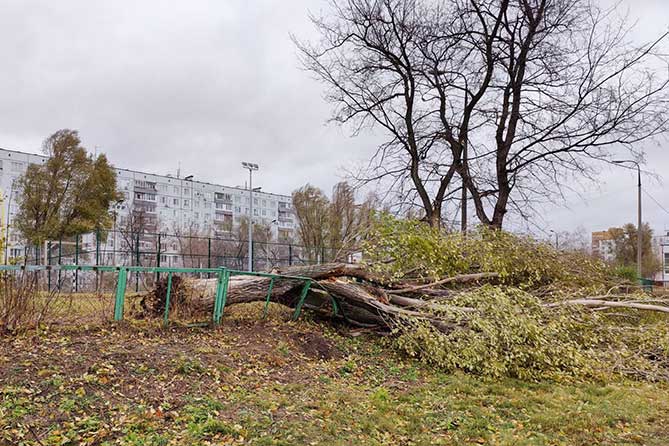 дерево упало от ветра