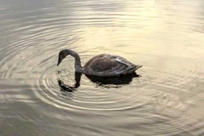 гусь вода канал волга шлюзовой гусь на канале в Шлюзовом