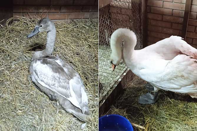 лебедь-шипун птица дом айболита вольер самарская лука лебеди в вольере в приюте