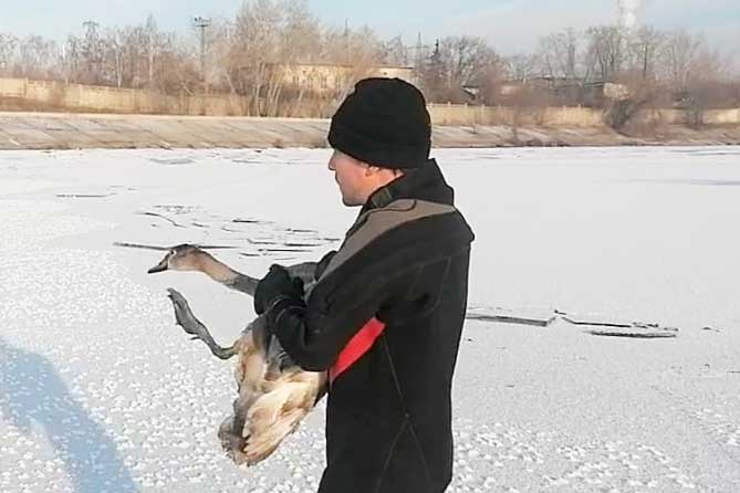 спасатель держит гуся