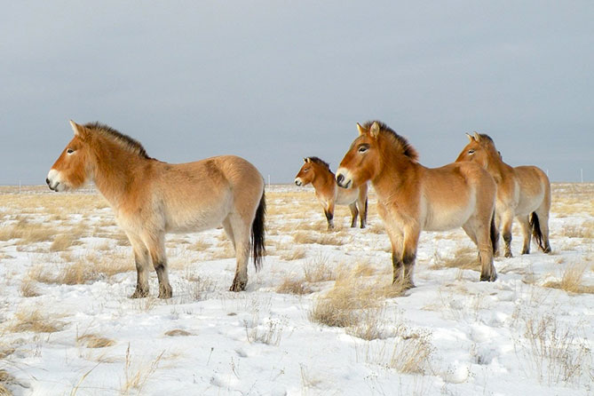 лошади Пржевальского в сафари-парке
