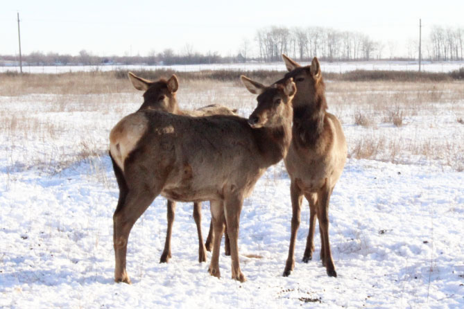 марал сафри-парк кинельский район маралы в сафари-парке