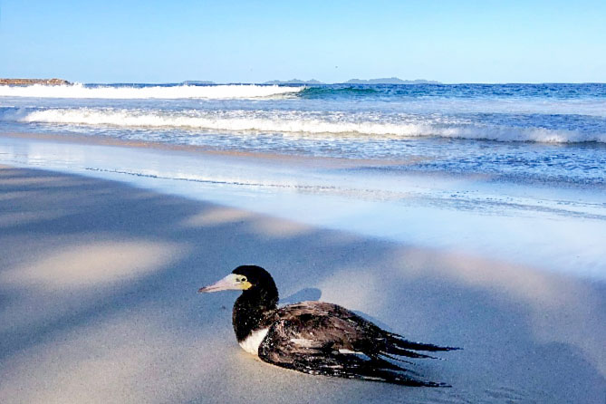 птица на берегу моря в Венесуэле