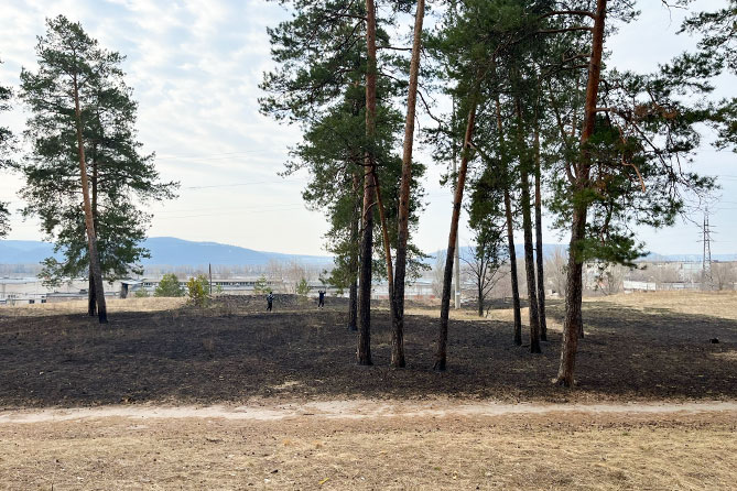 экопарк шлюзовой пожар трава обгорела последствия пожара в эко-парке