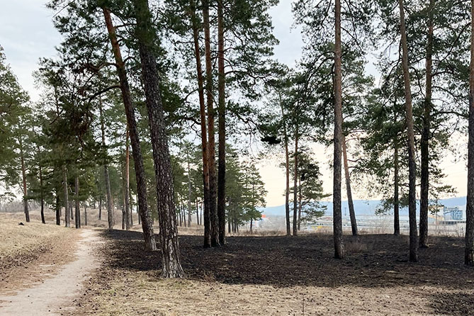 пожар экопарк шлюзовой последствия 25-03-2023 последствия пожара в эко-парке Шлюзовой