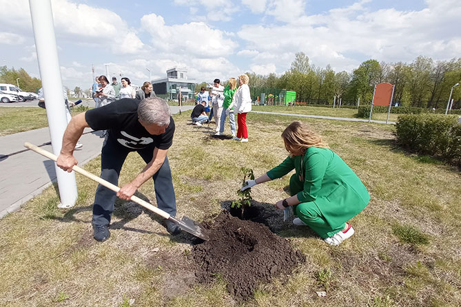горожане сажают каштаны в сквере