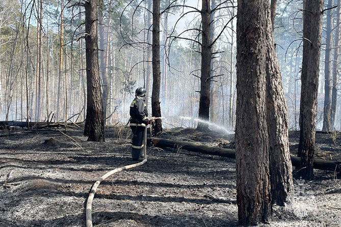 пожарный тушит возгорание в лесу