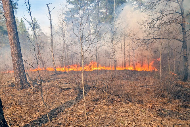 пожар в лесу весной