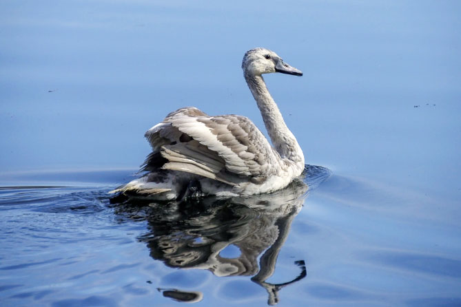 молодой лебедь-шипун озеро нацпарк самарская лука молодой лебедь-шипун на озере