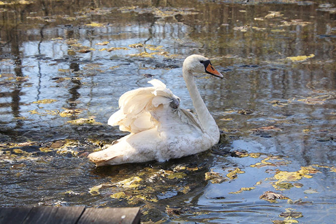 нацпарк самарская лука лебедь крыло пруд лебедь с ампутированным крылом в пруду