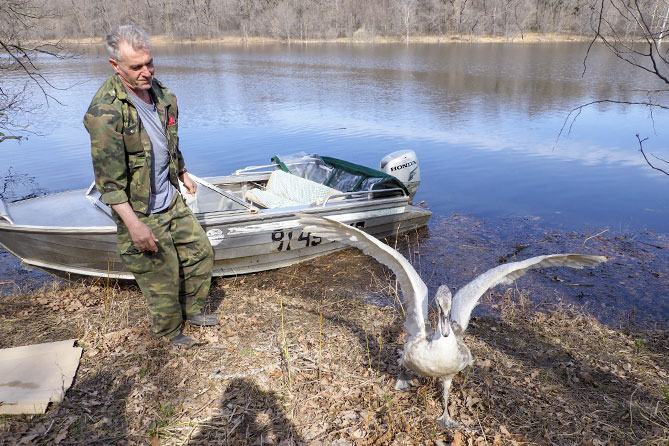 сотрудник нацпарка выпускает лебедя в природу