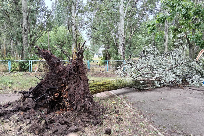 упавшее дерево после урагана