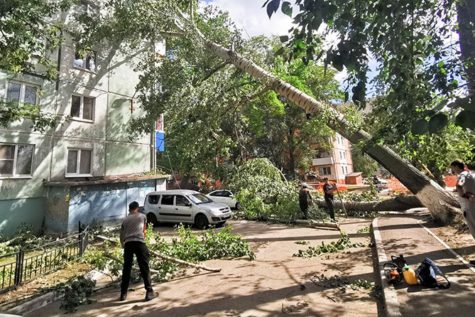 упавшее дерево на Баныкина 14