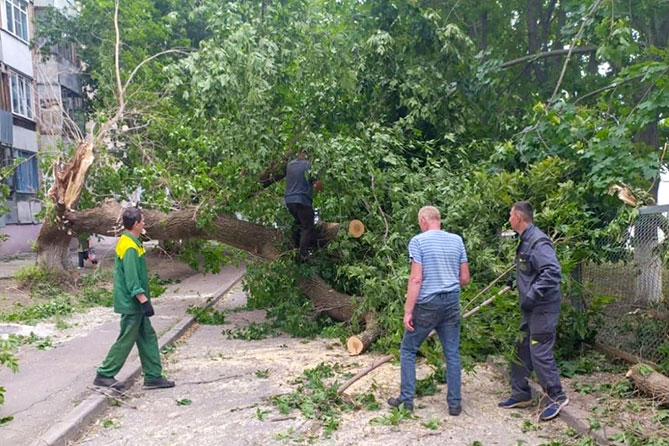 работники Зеленстроя и ЖКХ убирают упавшее дерево