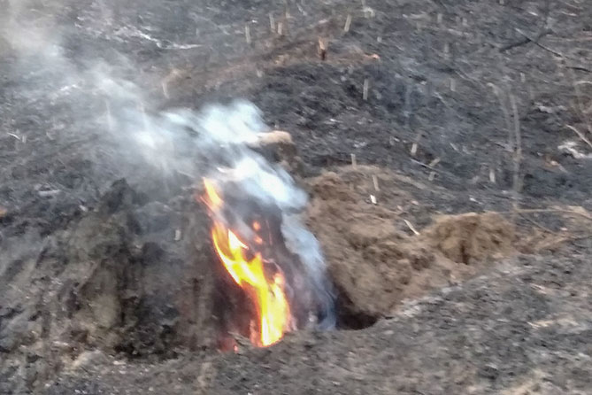 лес после пожара огонь огонь в лесу после пожара