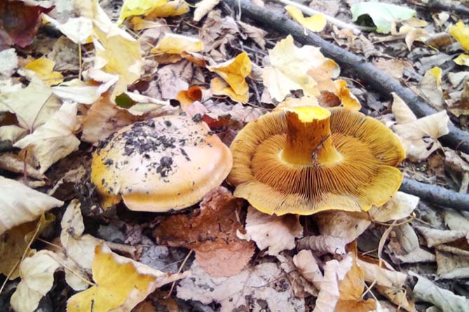 поганка в лесу