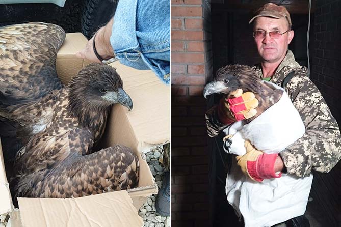 орлан-белохвост