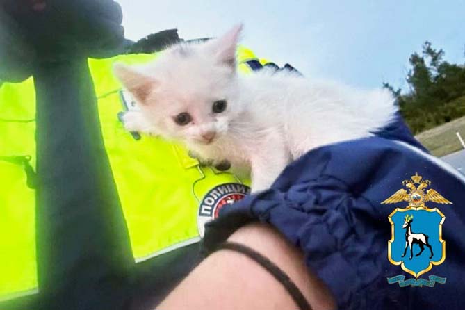 котенок на руках полицейского