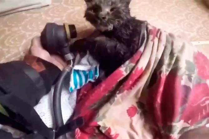 пожарный спасает кота
