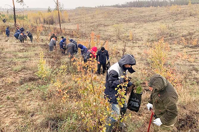 посадка сеянцев сосны в лесу