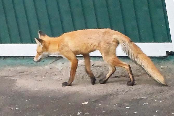 лиса на улице Революционной