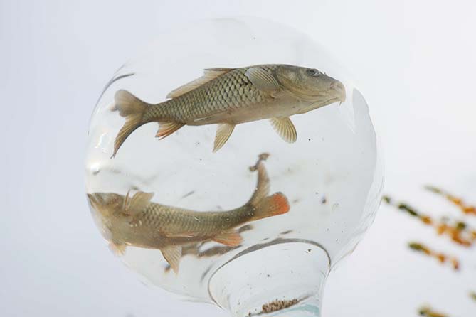 мальки сазана