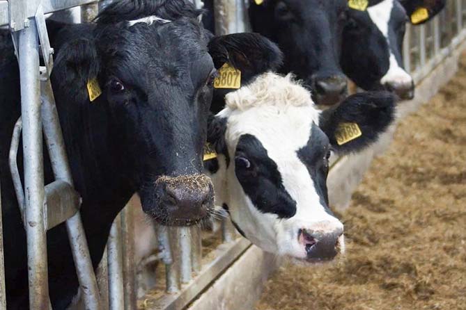 коровы на молочной ферме