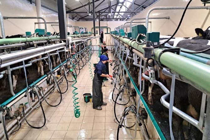 молочная ферма в Шенталинском районе