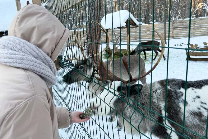 девушка кормит северных оленей
