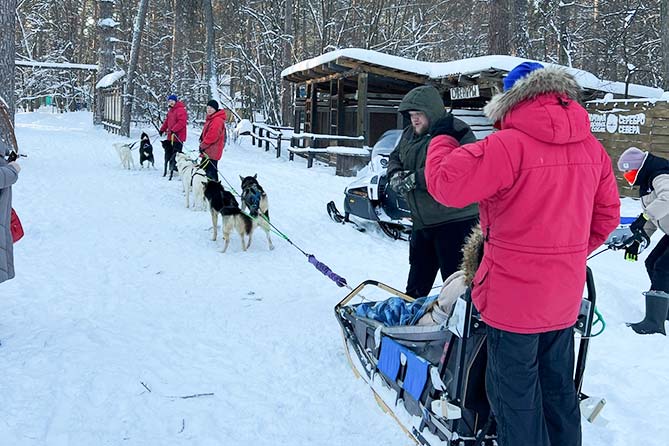 собачья упряжка