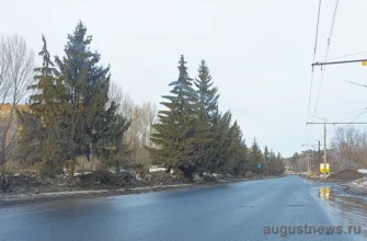 ели на улице Баныкина