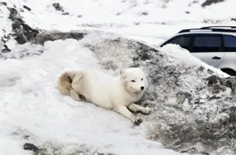 песец лежит на снегу