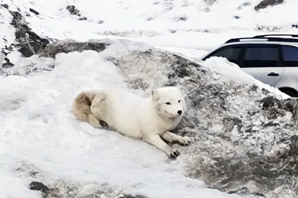 песец лежит на снегу