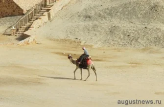 египтянин на верблюде