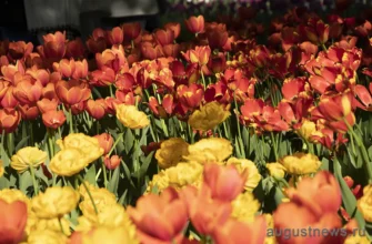 красивые цветы