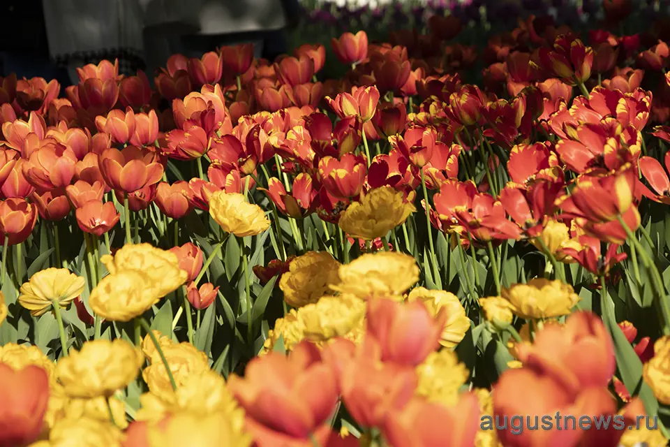 красивые цветы