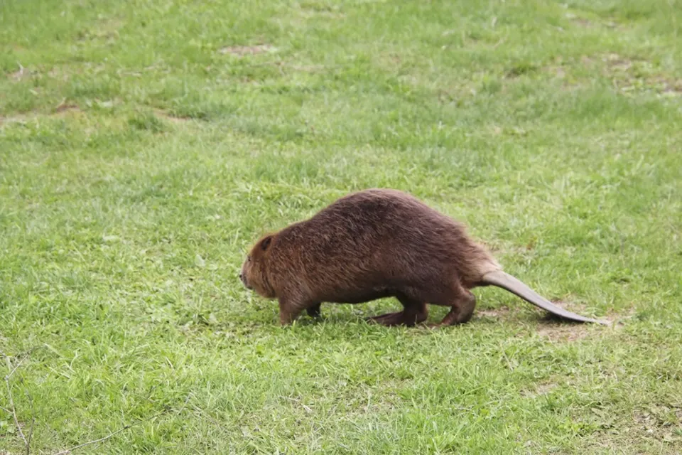 бобр в нацпарке Самарская Лука